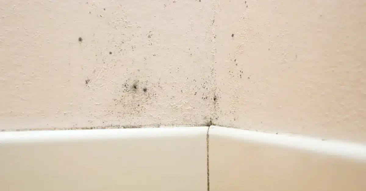 Mold Insurance
