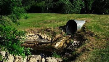 Sewage Contamination and Pest Infestations